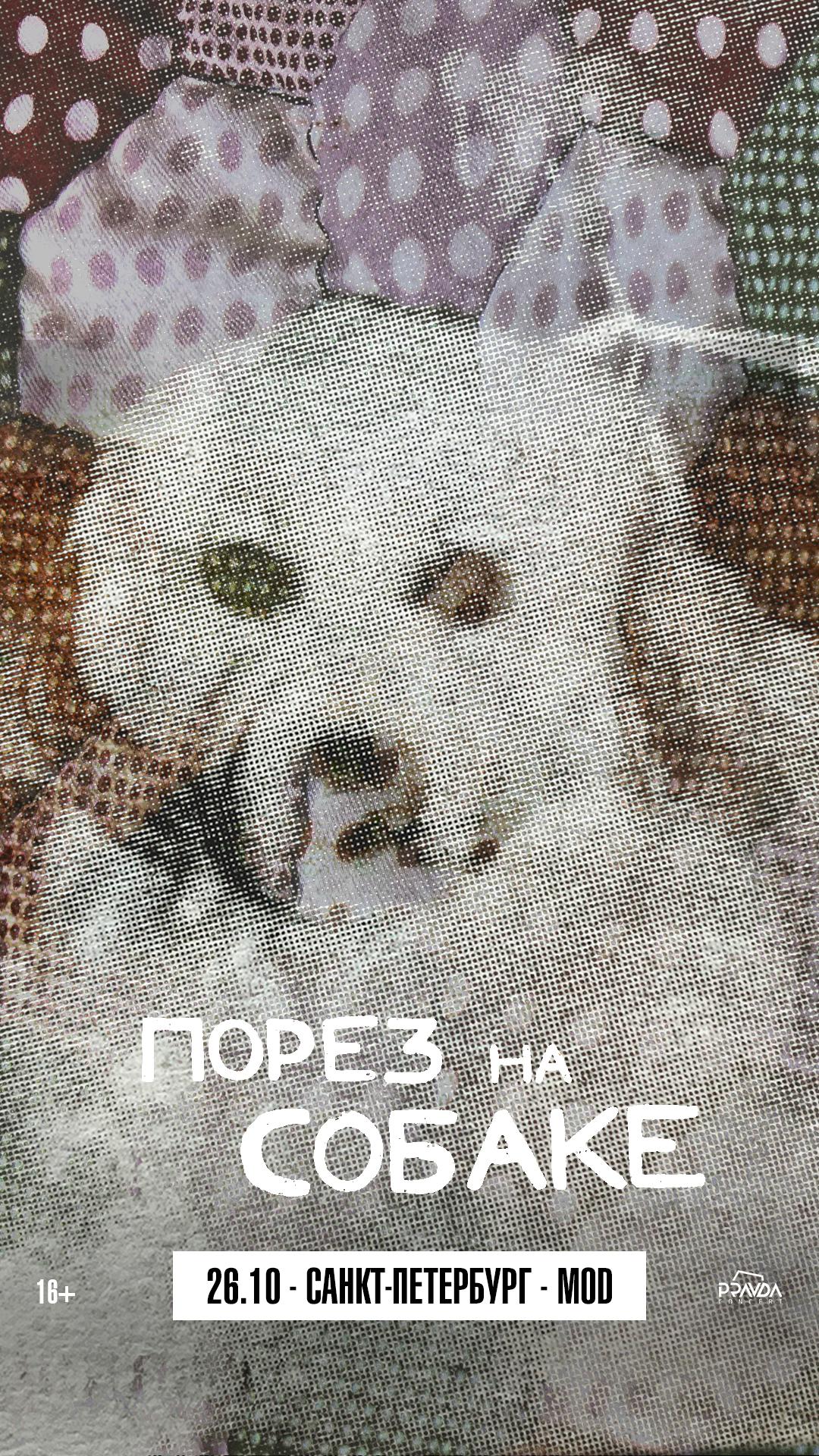 Порез на собаке